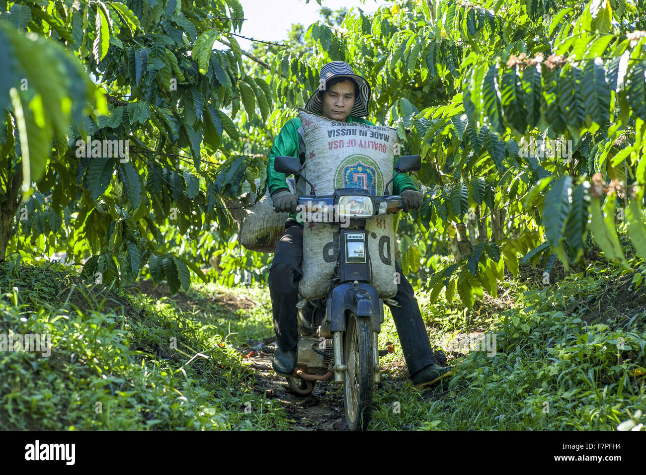 Ho Chi Minh Ville, Vietnam. 2 Décembre, 2015. Un villageois du caféier transporte à Tan Lac ward, Lam Dong Province, Vietnam, le 2 décembre 2015. L'industrie du café est un élément majeur de l'économie vietnamienne, la valeur d'exportation qui est le deuxième pays au monde, le riz. © Xuan Long/Xinhua/Alamy Live News Banque D'Images