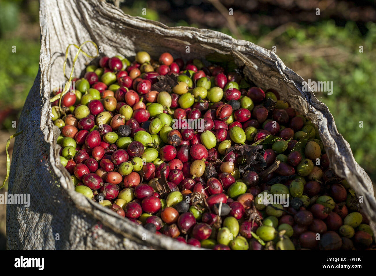 Ho Chi Minh Ville. 2 Décembre, 2015. Photo prise le 2 décembre 2015 présente le café berry en Tan Lac ward, Lam Dong Province, Vietnam. L'industrie du café est un élément majeur de l'économie vietnamienne, la valeur d'exportation qui est le deuxième pays au monde, le riz. © Xuan Long/Xinhua/Alamy Live News Banque D'Images