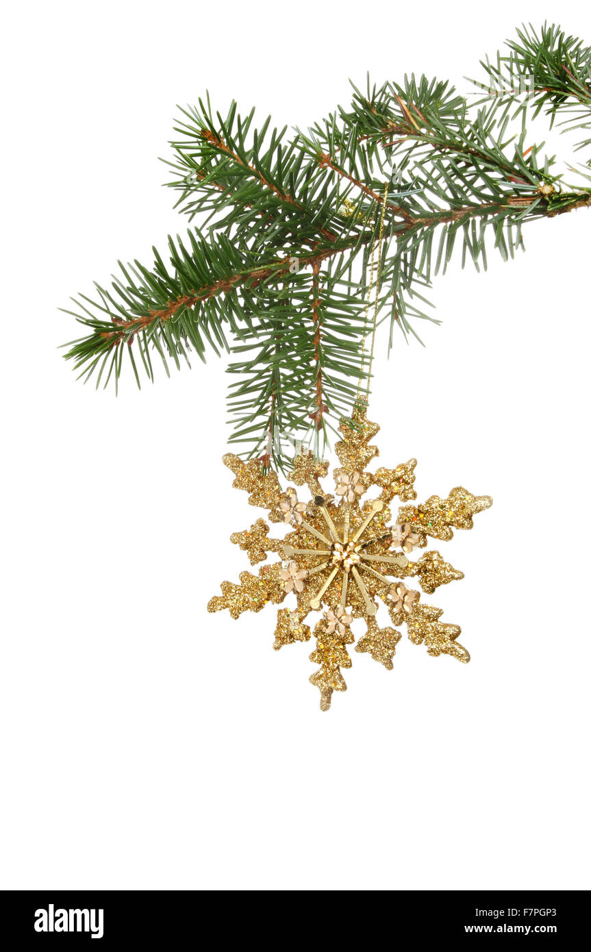 Décoration de Noël gold glitter star pendu à une branche de pin blanc isolé contre Banque D'Images