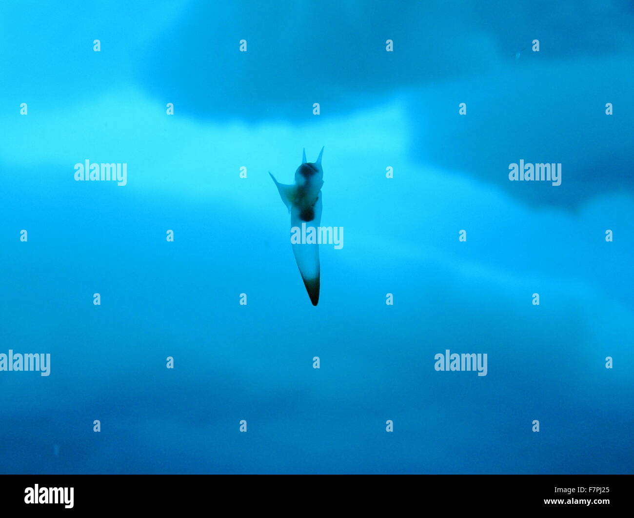 Clione, une coquille-escargot moins connue comme la nage papillon de mer dans les eaux peu profondes sous les glaces de l'Arctique. De l'Alaska, la mer de Beaufort, au nord de Point Barrow. Photographié par Elisabeth Calvert. Datée 2005 Banque D'Images