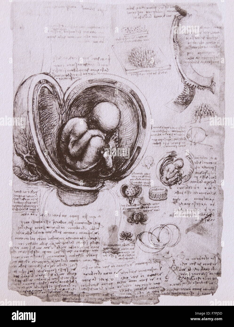 Croquis anatomiques de Léonard de Vinci (1452-1519) mathématicien italien dont les domaines d'intérêt comprennent l'invention, la peinture, la sculpture, l'architecture, les sciences, la musique et les mathématiques. En date du 16e siècle Banque D'Images
