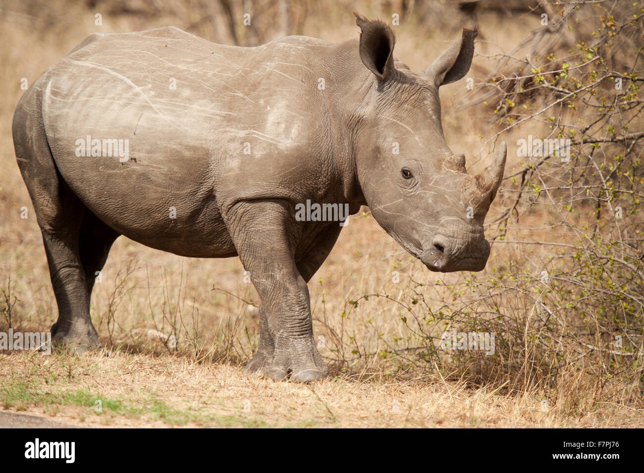 Rhinoceros broutent sur le bord de la route dans le parc national Kruger, Afrique du Sud Banque D'Images