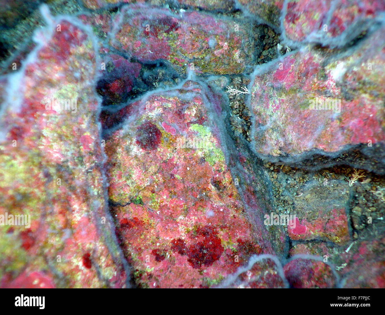 Des taches de rouge et d'algues vertes encroûtantes passer sous le tapis de bactéries filamenteuses sur les surfaces rocheuses. Mariana Arc, région ouest de l'océan Pacifique. Datée 2004 Banque D'Images