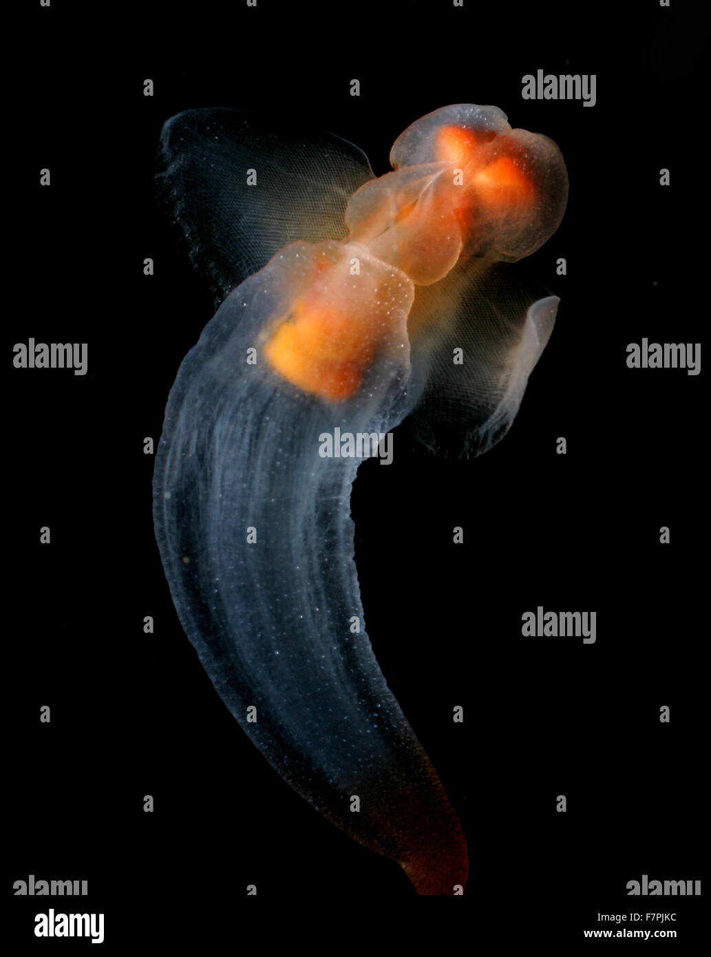 Clione, une coquille-escargot moins connue comme la nage papillon de mer dans les eaux peu profondes sous les glaces de l'Arctique. L'Alaska, la mer de Beaufort, au nord de Point Barrow. Photographié par Kevin Raskoff. Datée 2005 Banque D'Images