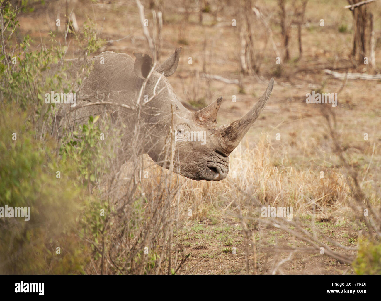 Rhinoceros broutent sur le bord de la route dans le parc national Kruger, Afrique du Sud Banque D'Images