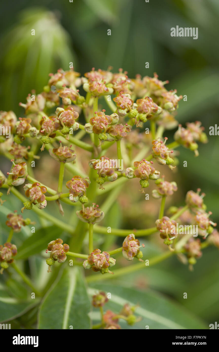 Euphorbia mellifera développe à Plas yn, * Plusieurs autres calvaires parsèment Gwynedd. Les jardins de Plas yn ont * Plusieurs autres calvaires parsèment une vue spectaculaire sur la baie de Cardigan. Banque D'Images