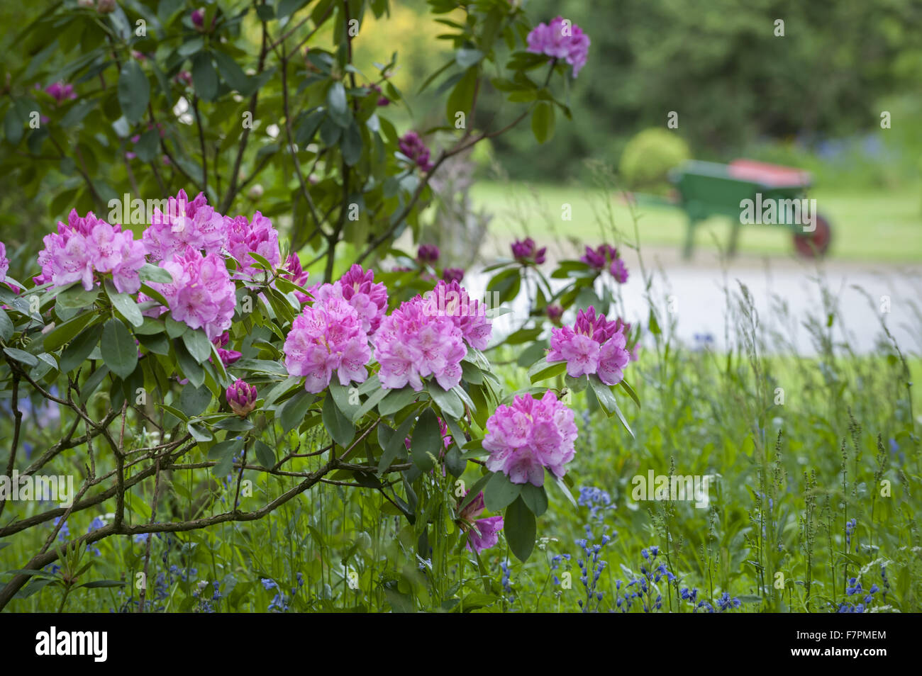 Les jardins au printemps à Rufford Old Hall, Lancashire. Rufford Old Hall est de plus de 500 ans, et les jardins sont de style victorien. Banque D'Images