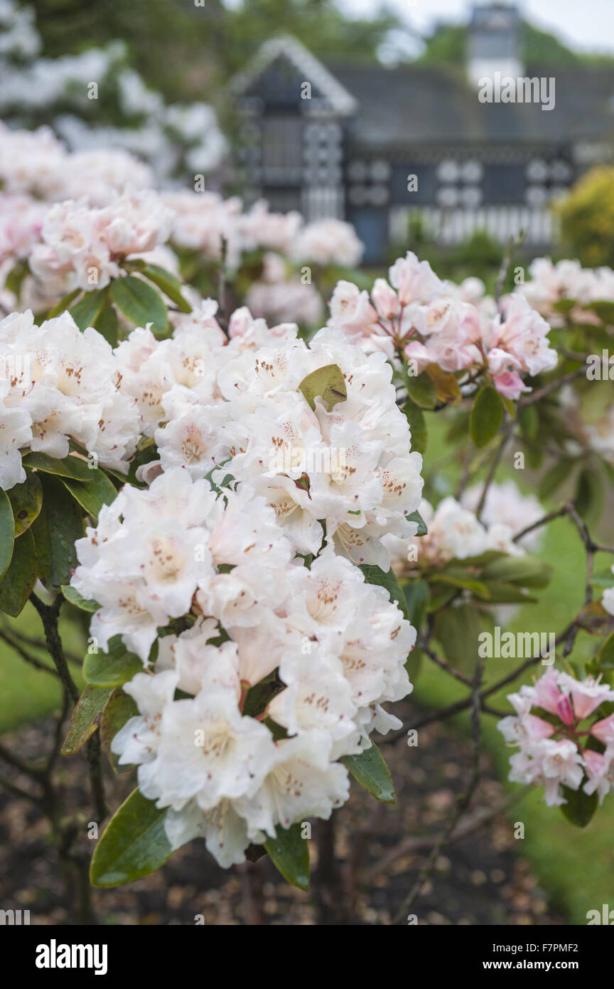 Les jardins au printemps à Rufford Old Hall, Lancashire. Rufford Old Hall est de plus de 500 ans, et les jardins sont de style victorien. Banque D'Images