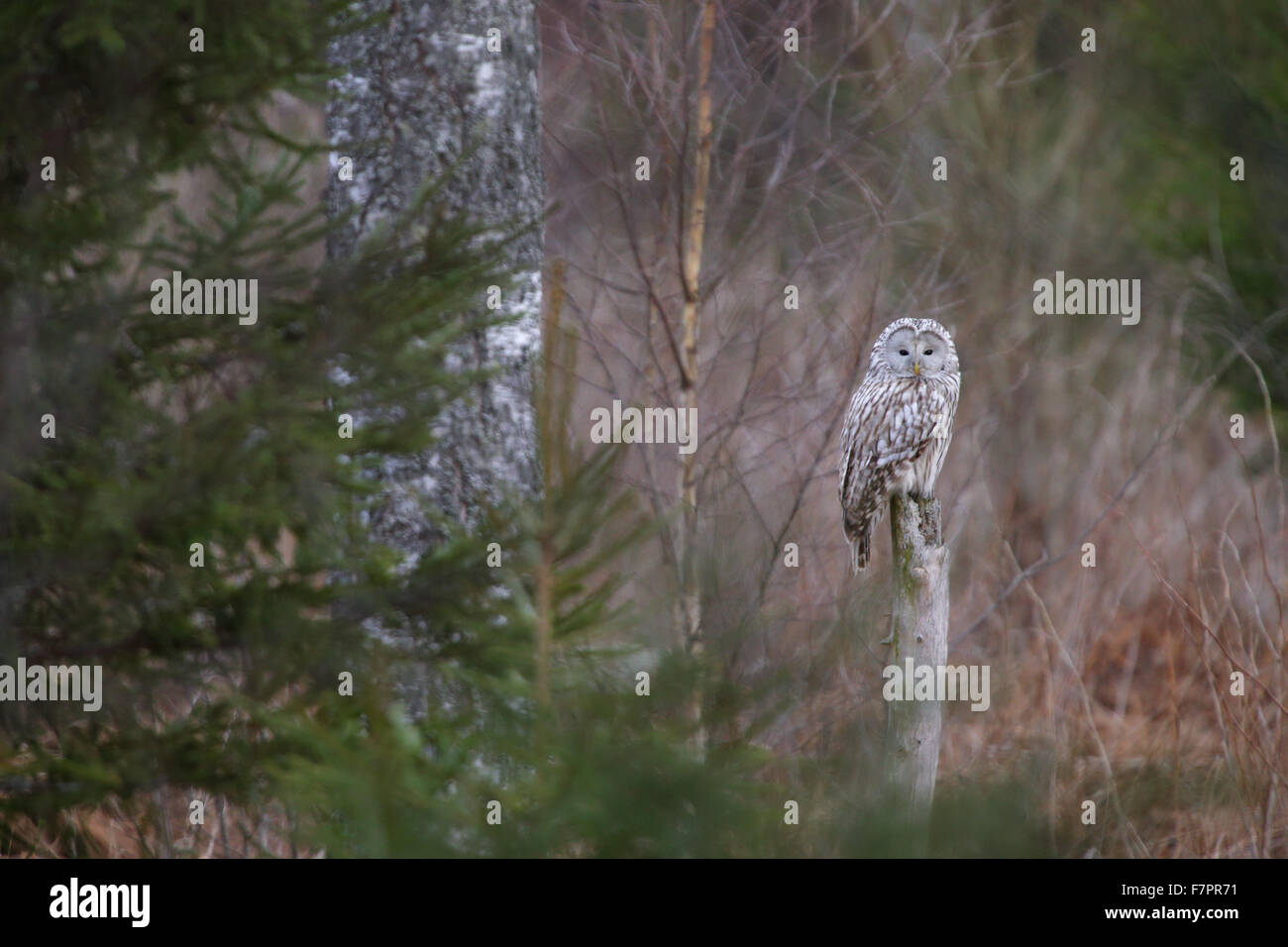 Chouette de l'Oural (Strix uralensis), Europe Banque D'Images