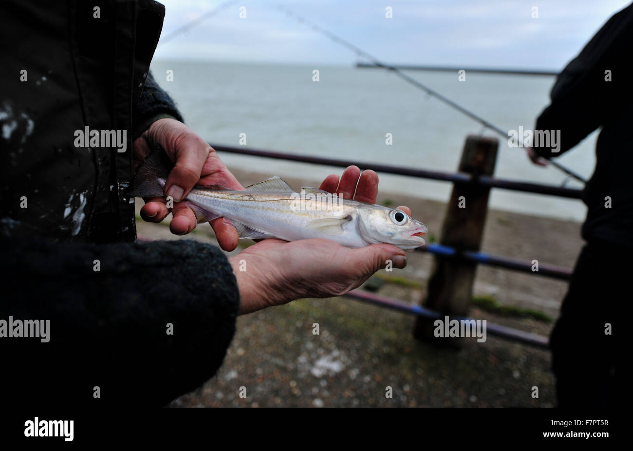 Pêcheur qui a attrapé un canal Whiting à Newhaven Harbour à propos de rejeter dans la mer à cause de petite taille Banque D'Images