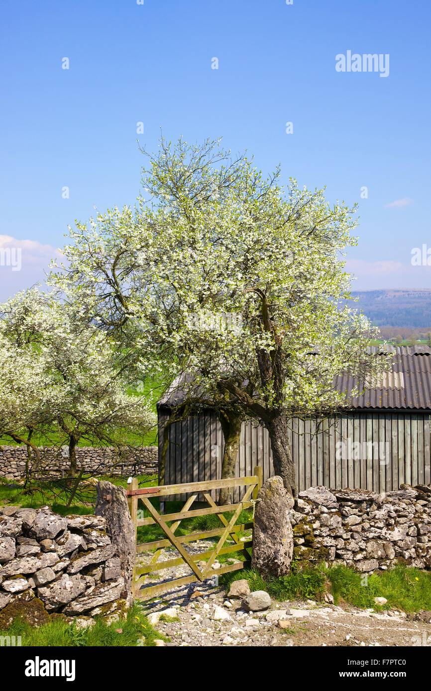 Lyth Valley. Damson Verger en fleurs. Flodder Hall Farm, le Howe, Parc National de Lake District, Cumbria, England, UK. Banque D'Images