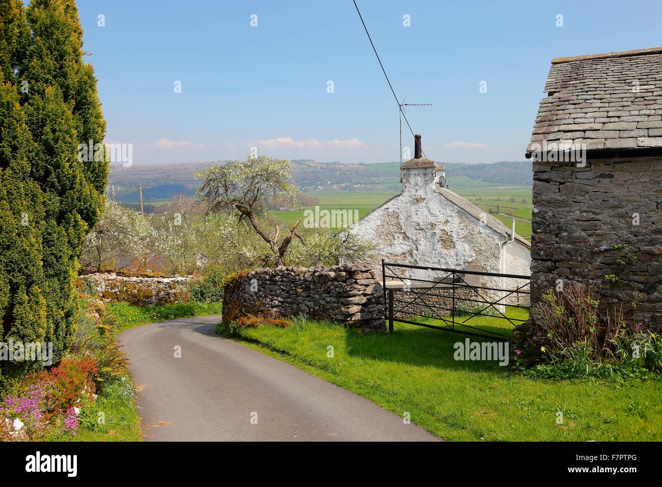 Lyth Valley. Road en passant par le village avec Howe damson arbres dans fleurir dans les jardins. Lyth Valley, Lake District, Cumbria. Banque D'Images