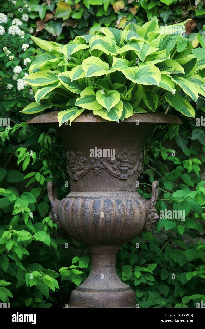 Hosta plante dans un vase de pierre géant Banque D'Images