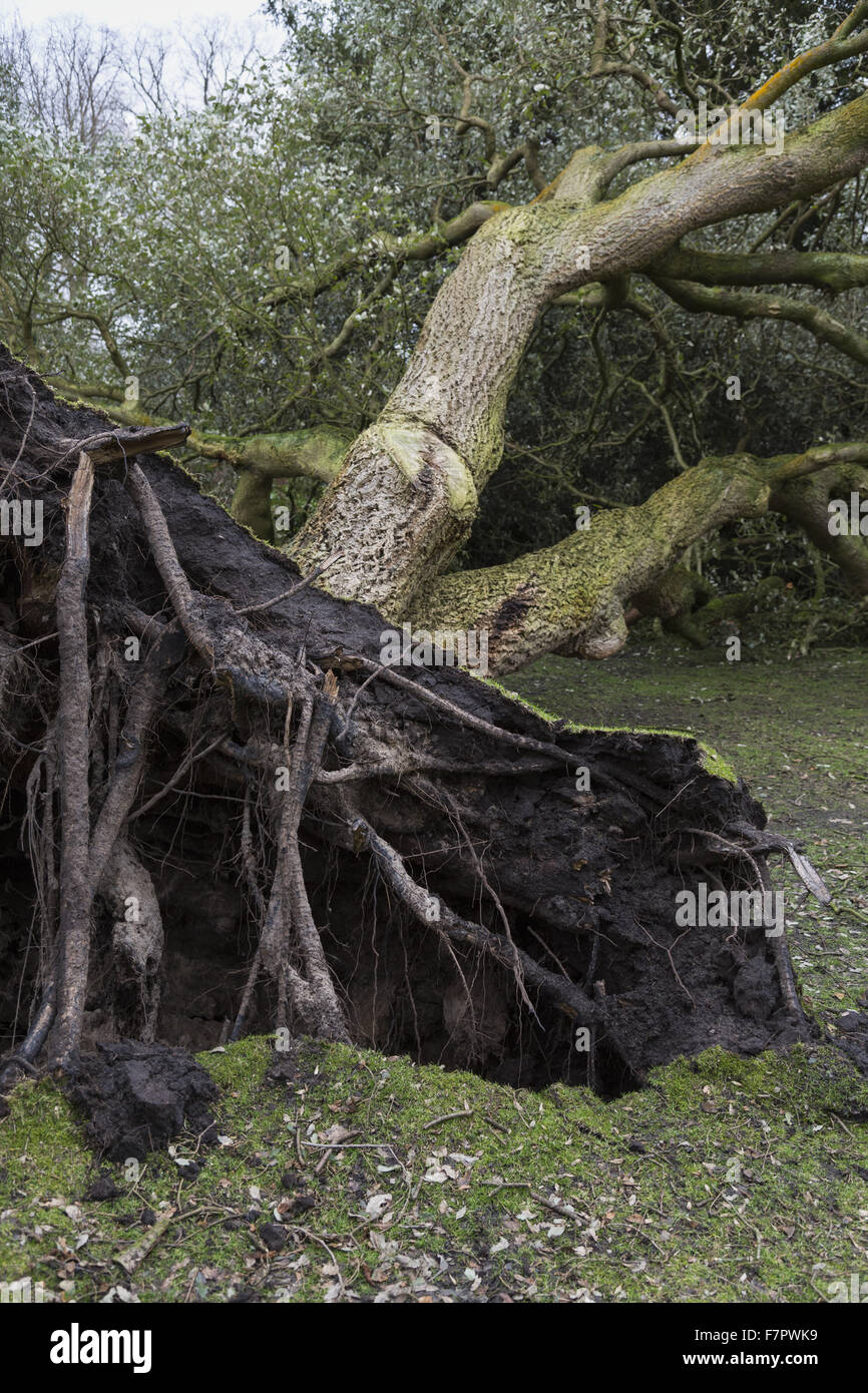 Un arbre tombé sur le Dunham Massey estate, Cheshire. Les tempêtes d'hiver de 2014 a causé des pertes d'arbres à un certain nombre de propriétés du National Trust. Banque D'Images