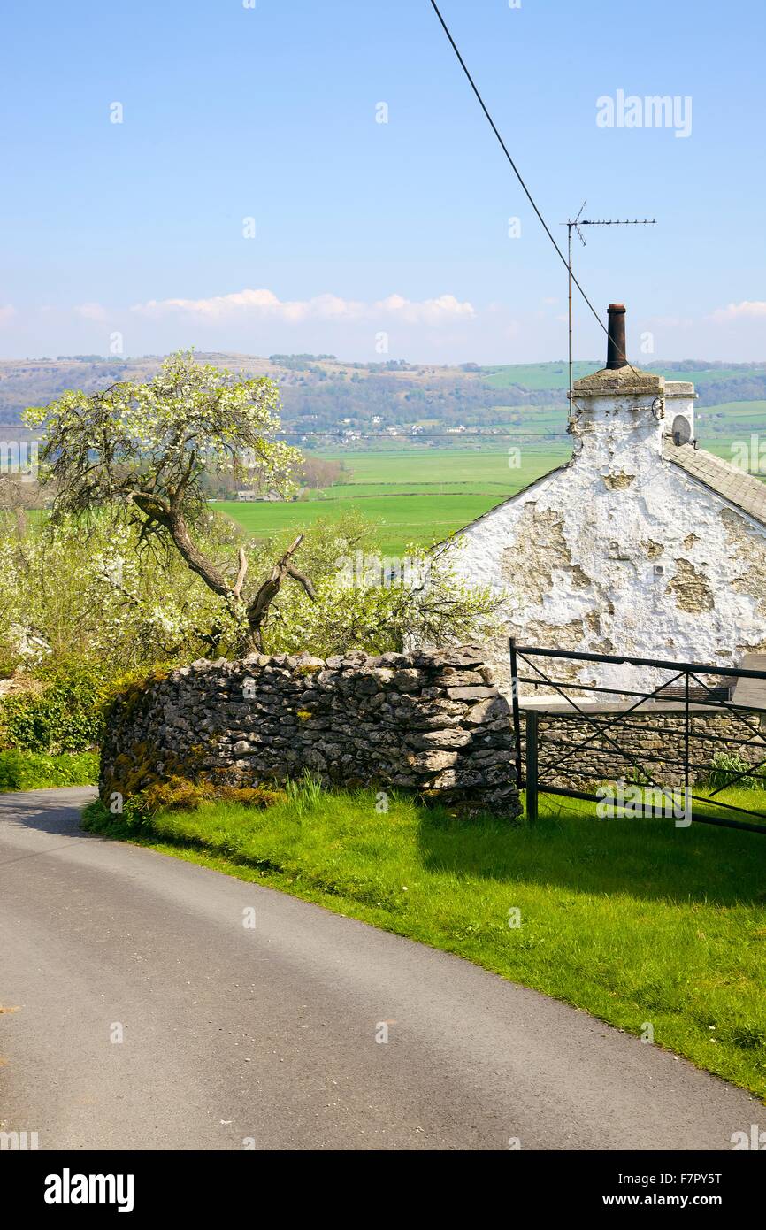 Lyth Valley. Road en passant par le village avec Howe damson arbres dans fleurir dans les jardins. Lyth Valley, Lake District, Cumbria. Banque D'Images