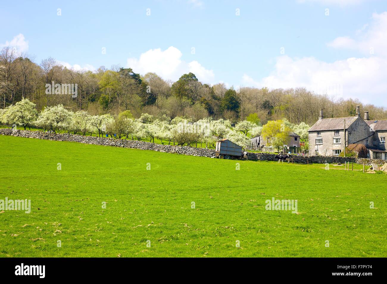 Lyth Valley. Flodder Hall Farm avec Damson Verger en fleurs. Le Howe, Lyth Valley, le Parc National du Lake District, UK. Banque D'Images