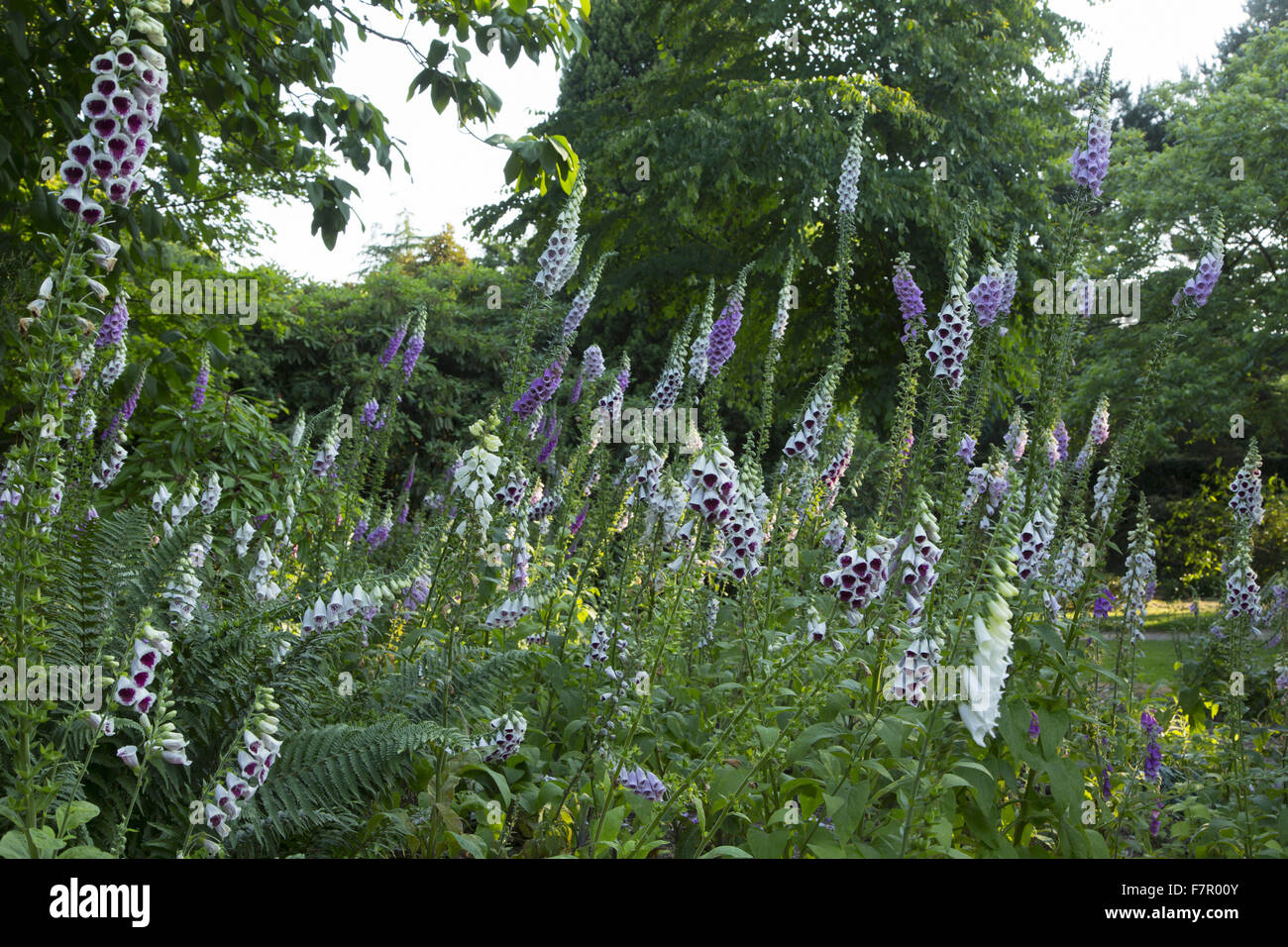 Digitales (Digitalis) floraison dans le Jardin Haut, Nymans, West Sussex, en juillet. Banque D'Images