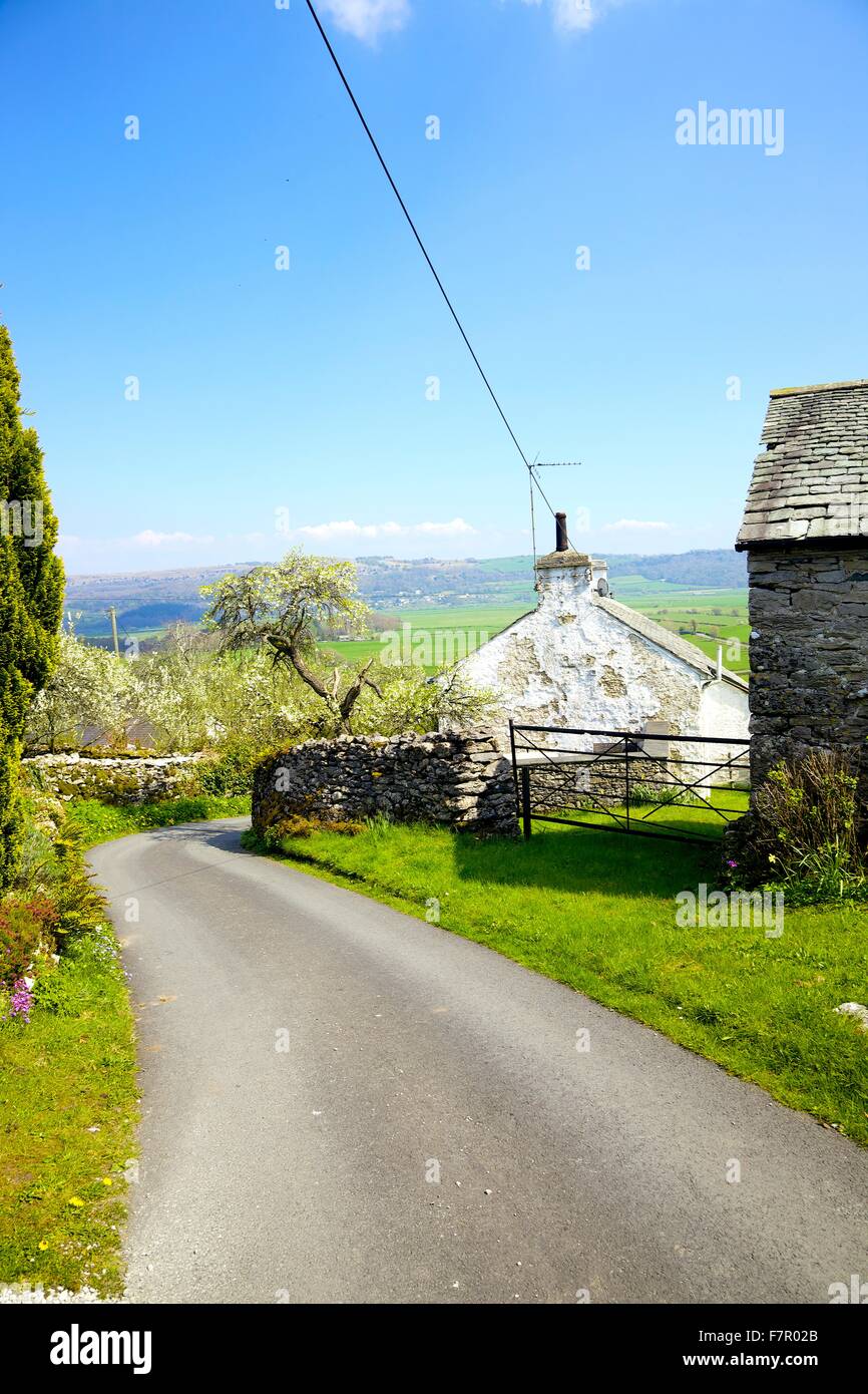 Lyth Valley. Road en passant par le village avec Howe damson arbres dans fleurir dans les jardins. Lyth Valley, Lake District, Cumbria. Banque D'Images