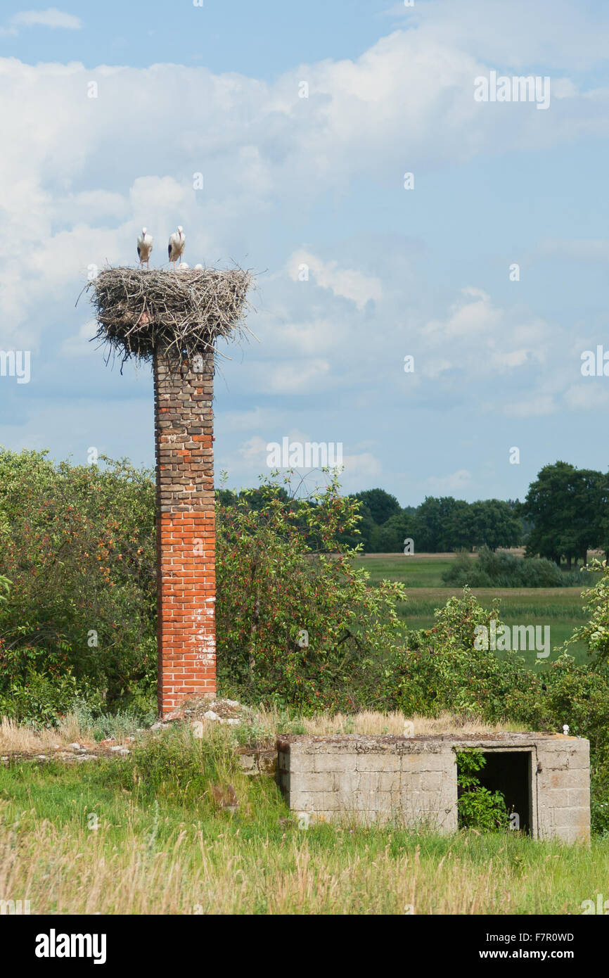Cigogne blanche nichent sur cheminée de maison abandonnée Banque D'Images