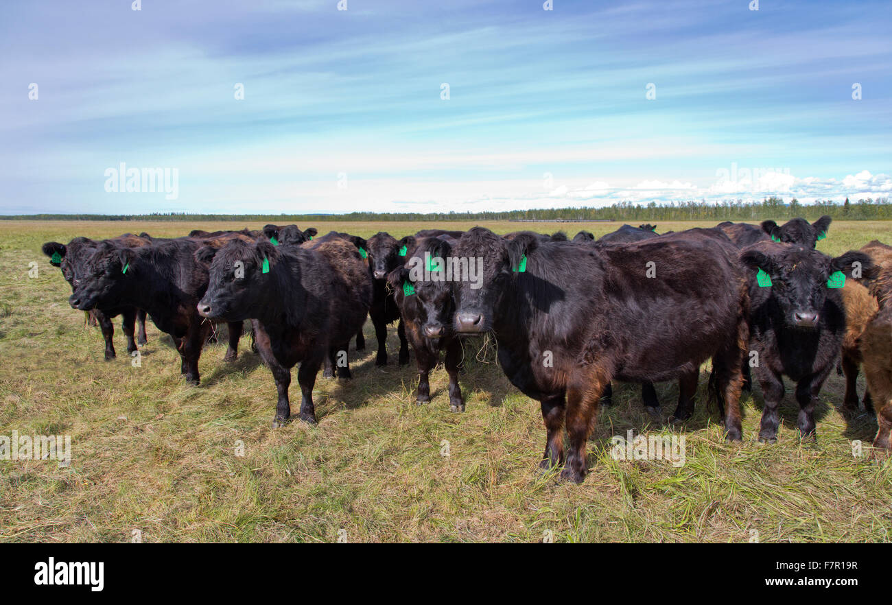 Galloway X Black Angus beef bovins en pâturage. Banque D'Images