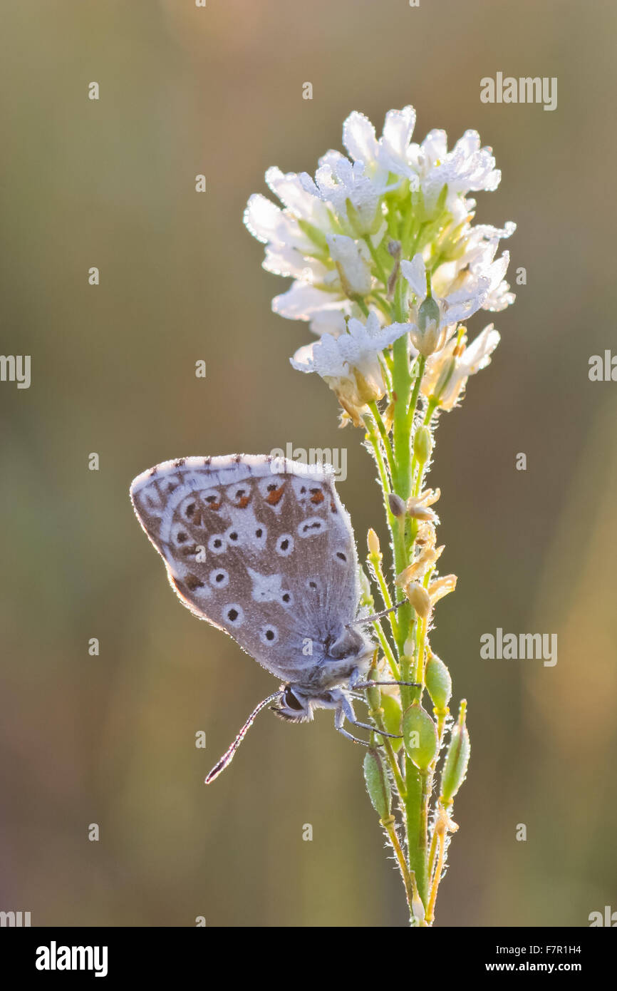 Butterfly Blue Chalkhill, Polyommatus corydon mâle sur l'inflorescence blanc Banque D'Images