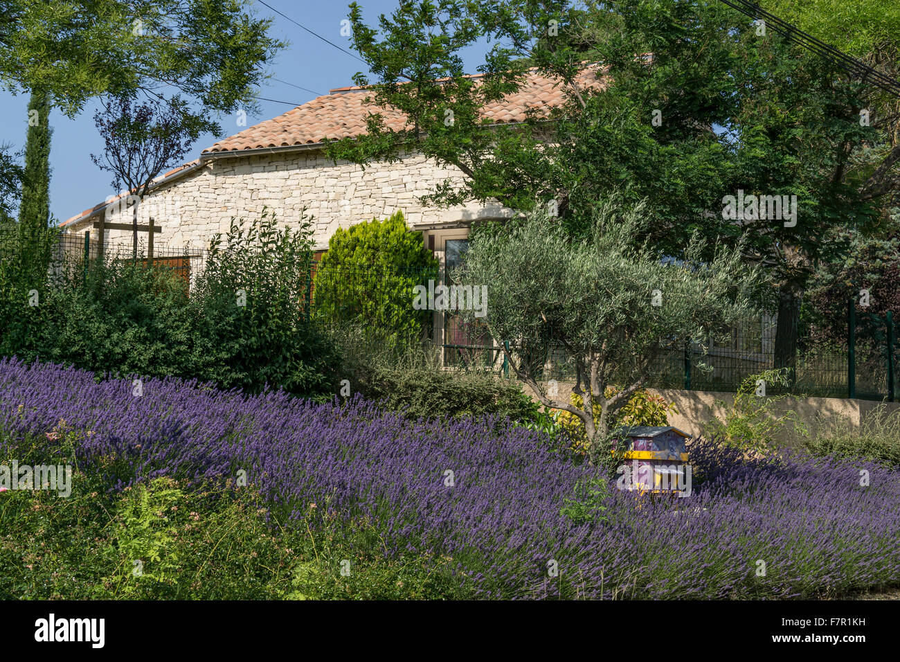 La lavande en Cruis, Alpes de Haute-Provence , Provence, France Banque D'Images