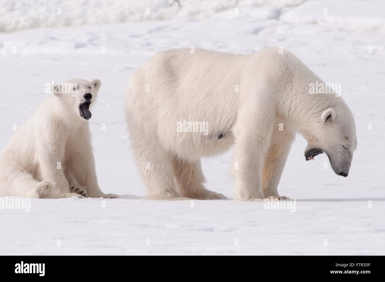 Wild Ours polaires (Ursus maritimus), une mère et son petit bâillement après avoir mangé à Svalbard, Sallyhamna Banque D'Images