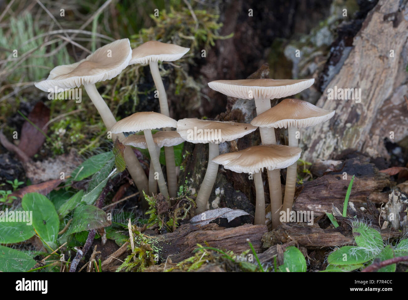 Bonnet, toque commune mycena, rosy-gill fairy casque, Rosablättriger Helmling, Mycena galericulata Banque D'Images