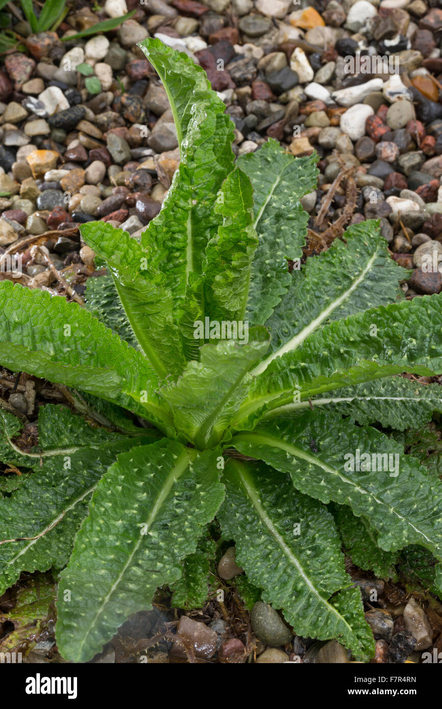 Fuller's cardère sauvage, cardère, feuille, feuilles, de Wilde, Karde Blätter, Blattrosette, Blatt, Dipsacus fullonum, Dipsacus sylvestris Banque D'Images