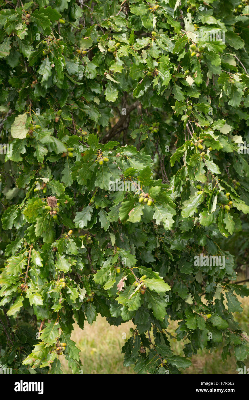 Le chêne rouvre, chêne, chêne irlandais de Cornouailles, Trauben-Eiche Traubeneiche,, Eiche, Quercus petraea, Quercus sessilis, Quercus sessiliflora Banque D'Images