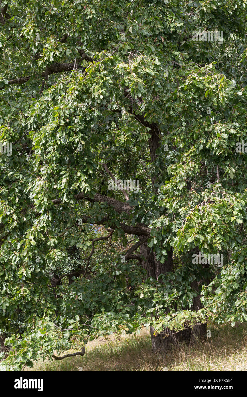 Le chêne rouvre, chêne, chêne irlandais de Cornouailles, Trauben-Eiche Traubeneiche,, Eiche, Quercus petraea, Quercus sessilis, Quercus sessiliflora Banque D'Images