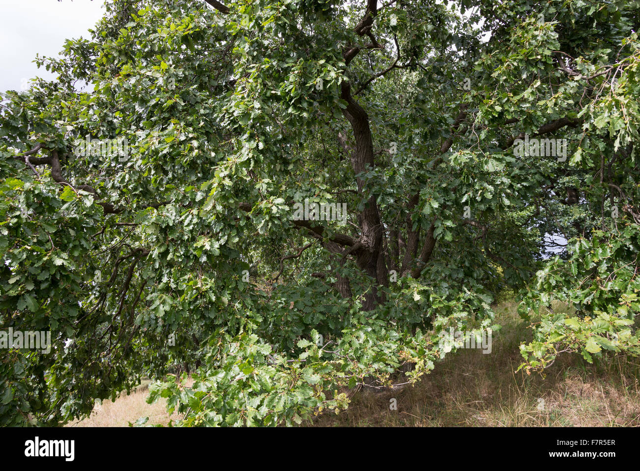 Le chêne rouvre, chêne, chêne irlandais de Cornouailles, Trauben-Eiche Traubeneiche,, Eiche, Quercus petraea, Quercus sessilis, Quercus sessiliflora Banque D'Images