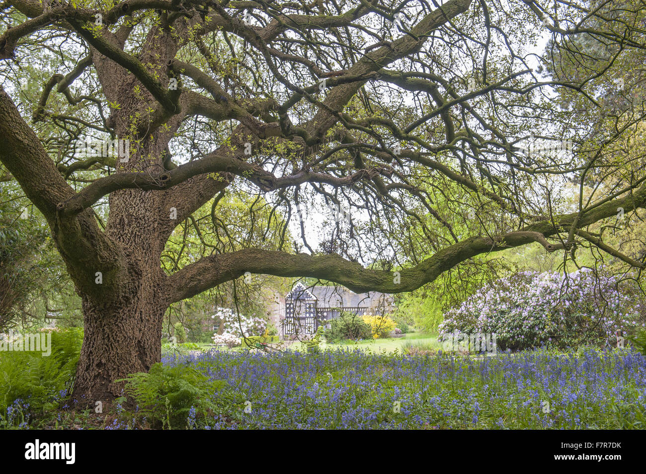 Les jardins au printemps à Rufford Old Hall, Lancashire. Rufford Old Hall est de plus de 500 ans, et les jardins sont de style victorien. Banque D'Images