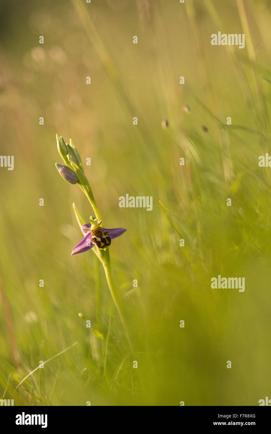 L'orchidée abeille (Ophrys apifera) à Hambledon Hill, Dorset. La colline est un hill fort préhistorique et réserve naturelle nationale, situé dans la vallée de Blackmore, près de Blandford Forum. Banque D'Images