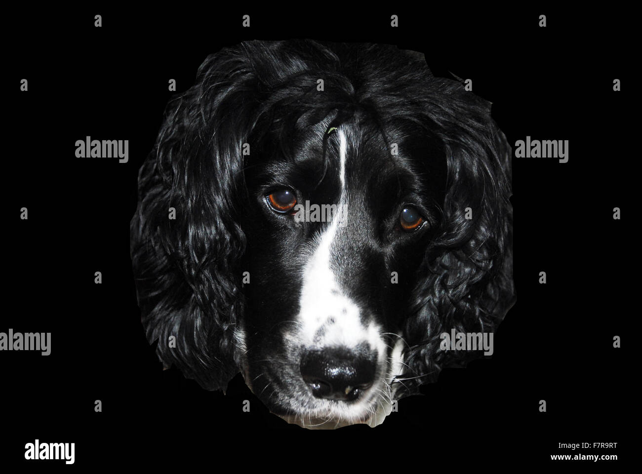 Sprocker,épagneul spaniel.chien noir et blanc,chien,chien renifleur,fond sombre,chien renifleur de drogue,la sécurité de l'aéroport Banque D'Images