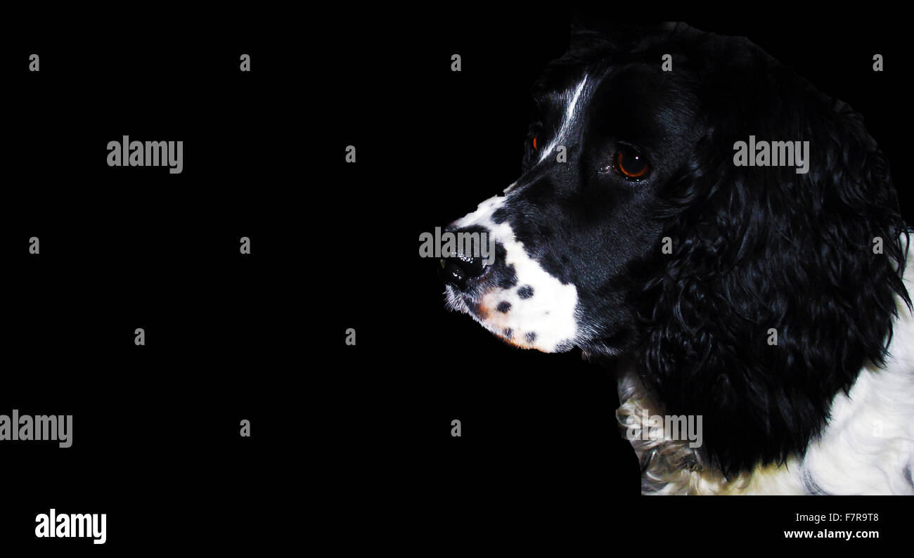 Sprocker,épagneul spaniel.chien noir et blanc,chien,chien renifleur,fond sombre,chien renifleur de drogue,la sécurité de l'aéroport Banque D'Images