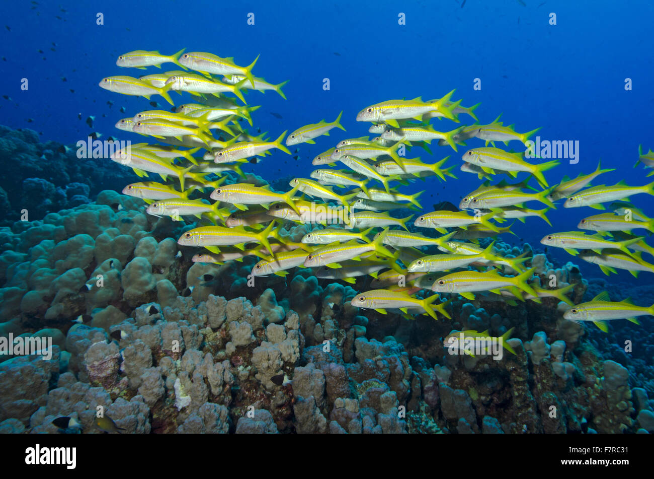 Banc de l'albacore, goatfish Mulloidichthys vanicolensis, sur les récifs coralliens à Marsa Alam, Egypte Banque D'Images