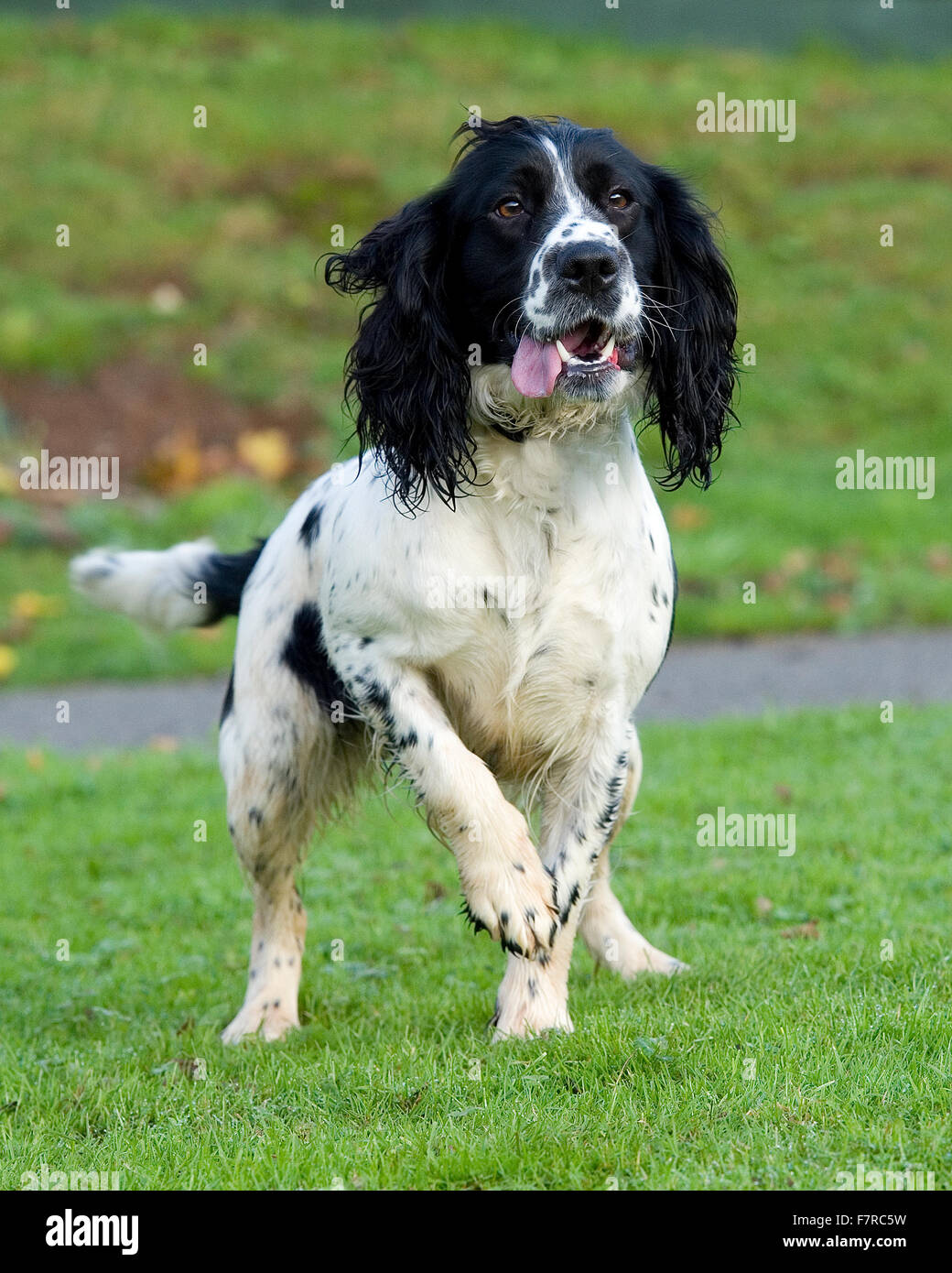 English SPRINGER SPANIEL Banque D'Images