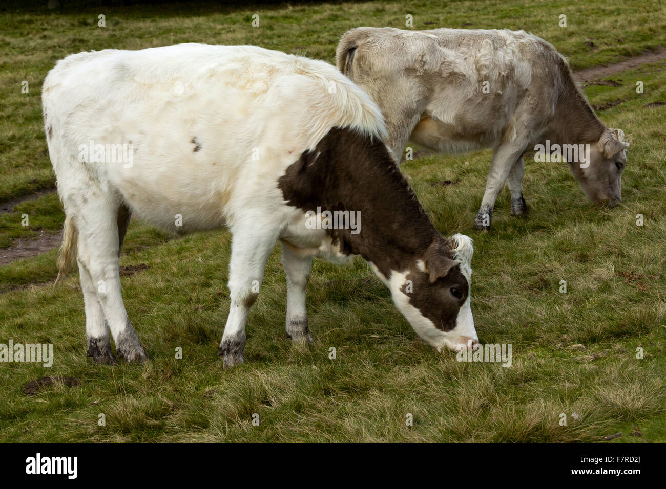 Le pâturage du bétail à bas les banques, Staffordshire. Banque D'Images