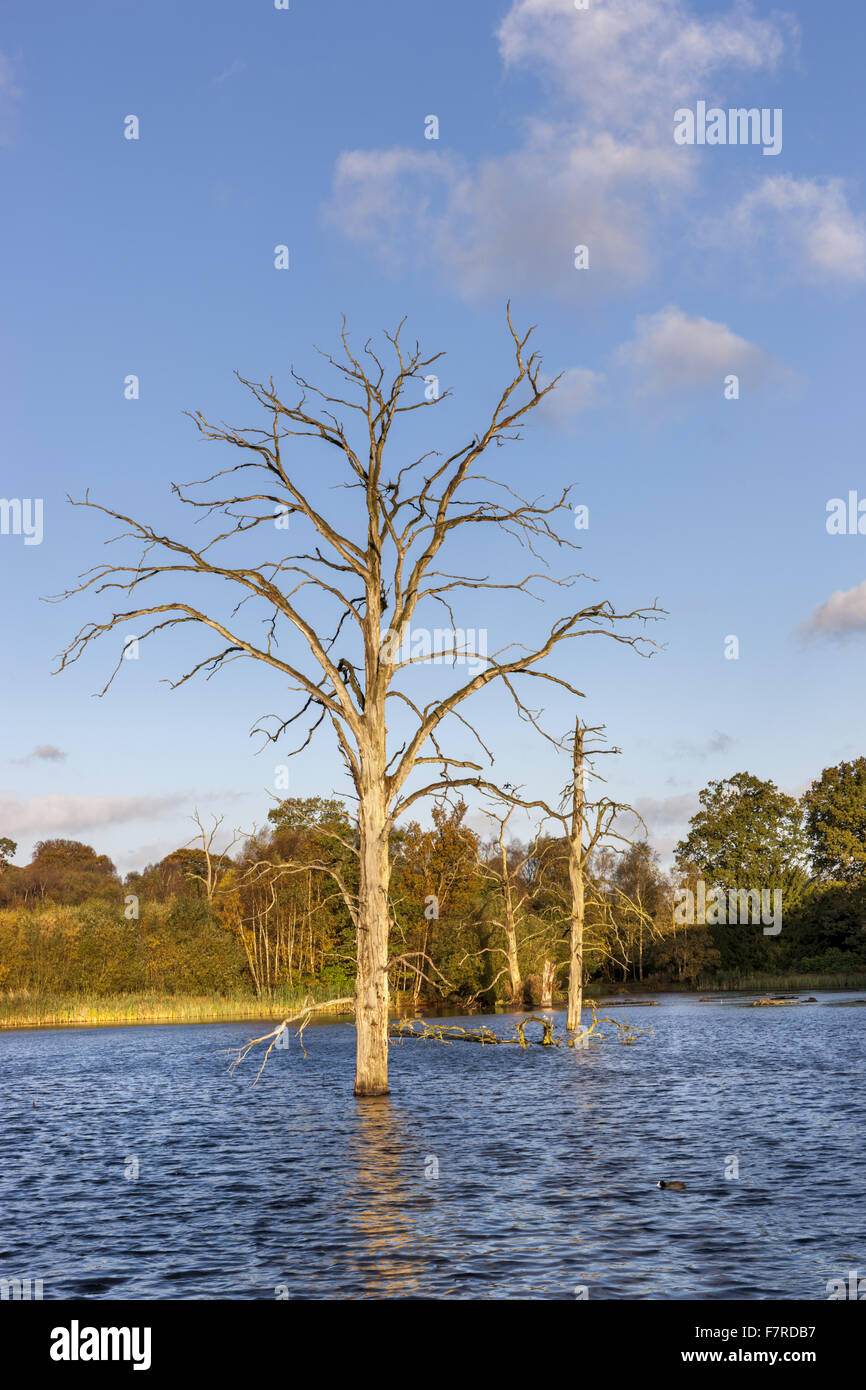 Le lac à Clumber Park, Nottingham. Banque D'Images