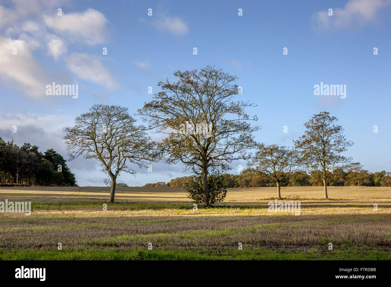 Terres agricoles à Clumber Park, Nottingham. Banque D'Images