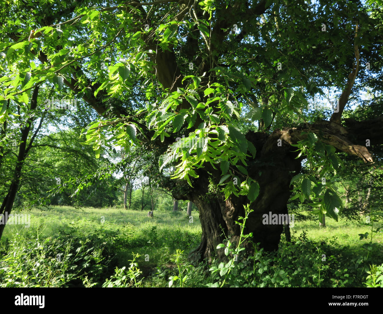 Charme arbre, Cobham Woods Banque D'Images