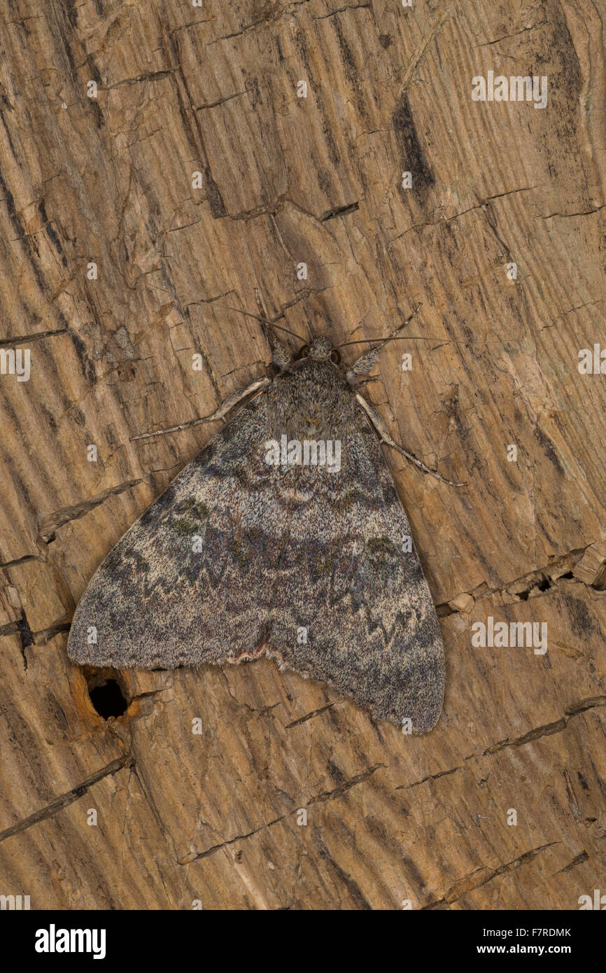 La Croix-Rouge française, Pappelkarmin Pappel-Karmin, ailes, Catocala elocata, la déplacée, Eulenfalter, Noctuidae, noctuelles Banque D'Images