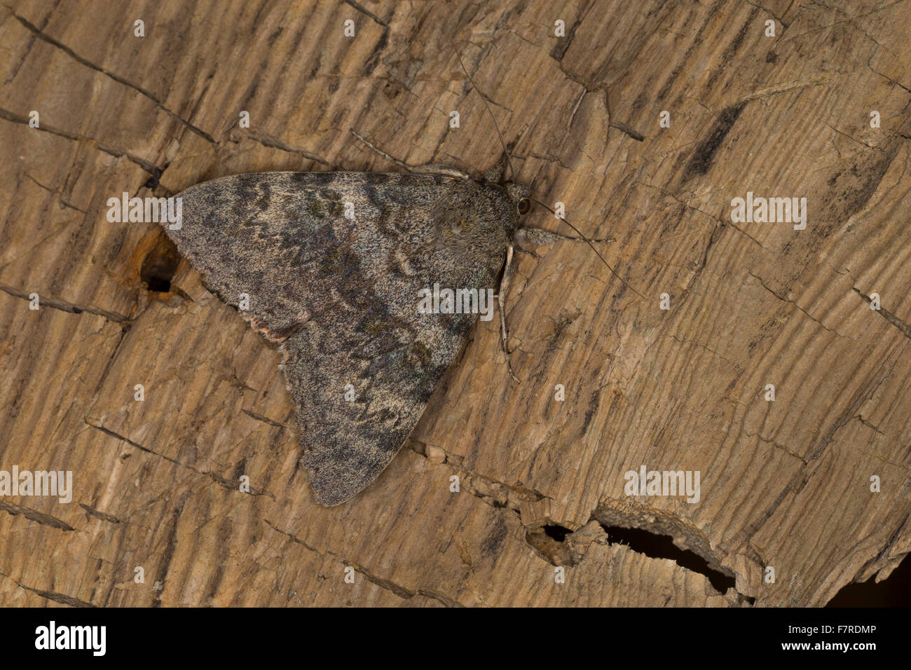 La Croix-Rouge française, Pappelkarmin Pappel-Karmin, ailes, Catocala elocata, la déplacée, Eulenfalter, Noctuidae, noctuelles Banque D'Images