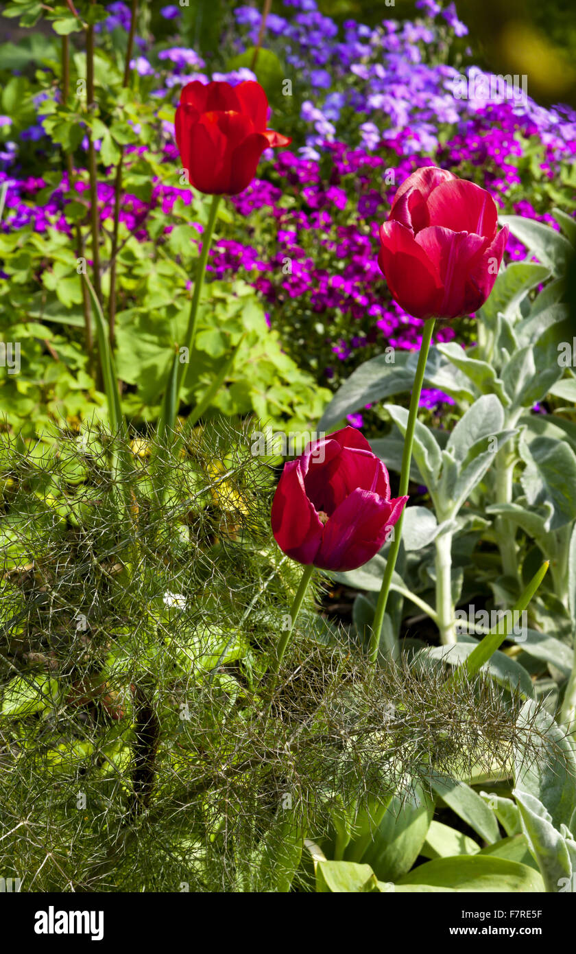Tulipes dans le jardin au printemps à Eyam Hall et centre d'Artisanat, Derbyshire. Eyam Hall est un exemple d'un manoir Jacobin pierre meulière, situé dans un jardin clos. Banque D'Images