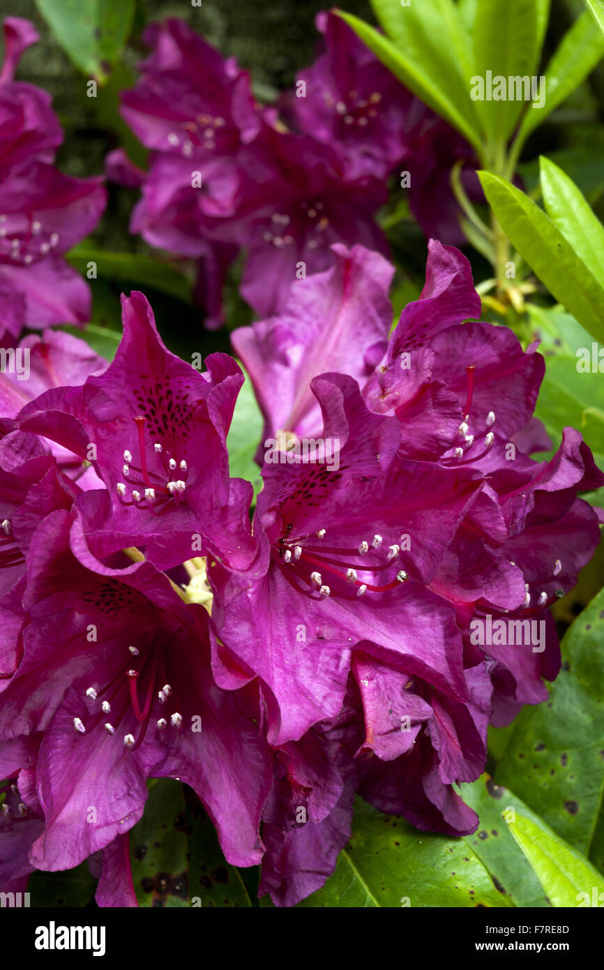 Close-up of purple dynamique dans la floraison des rhododendrons à Stagshaw Woodland Garden, Cumbria, en juin. Banque D'Images