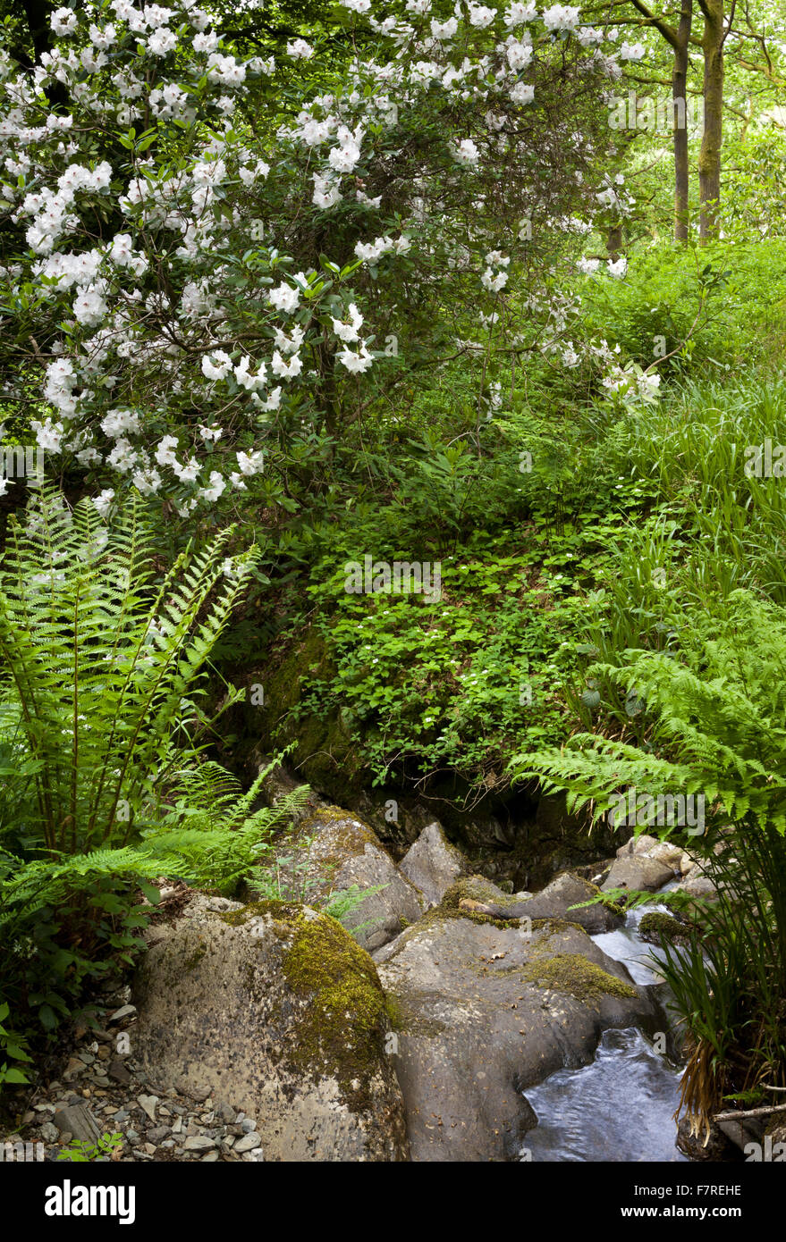 Les fougères et autres plantes qui poussent le long d'un ruisseau à Stagshaw Jardin, Cumbria, en juin. Banque D'Images