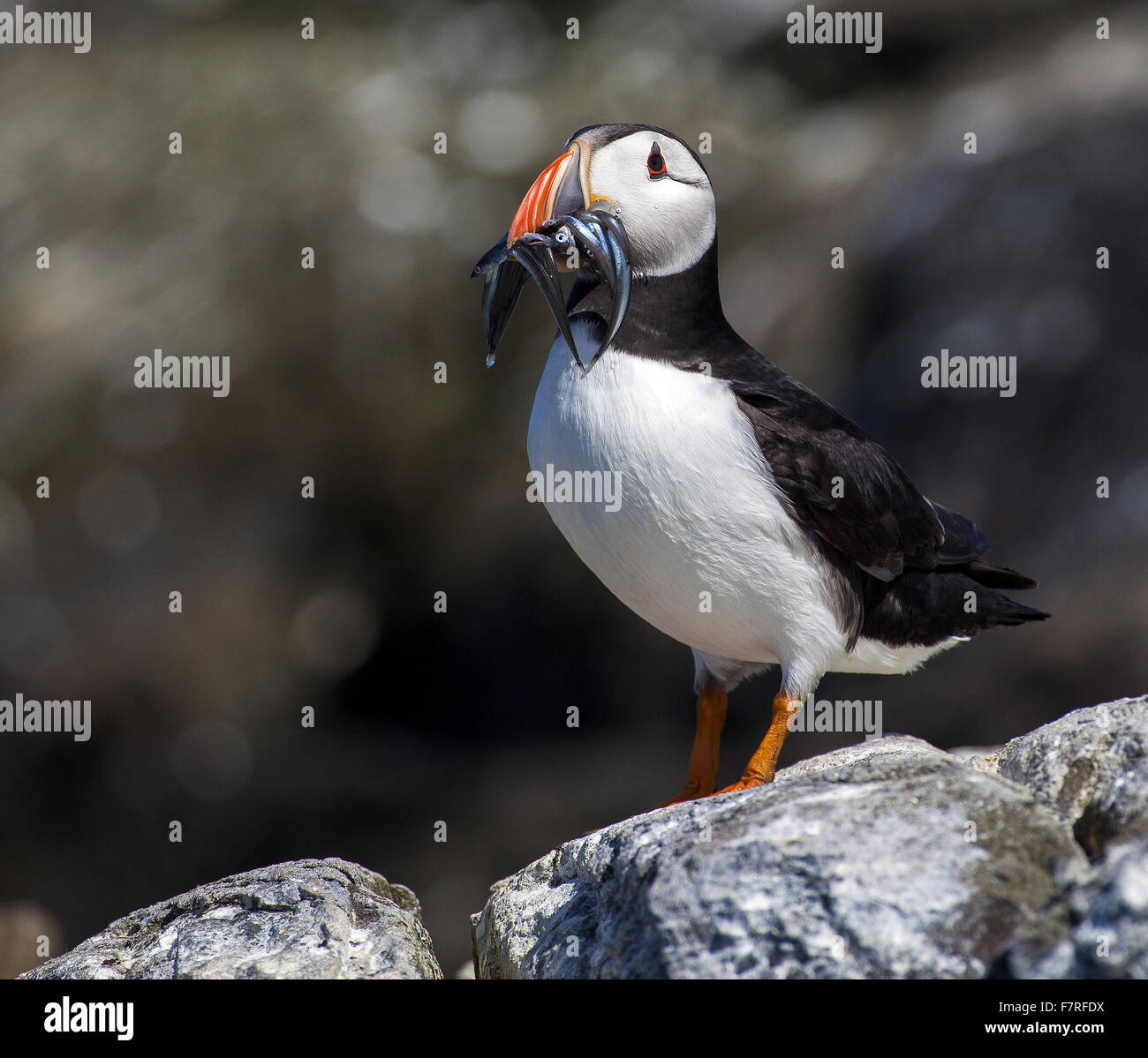 Macareux moine sur l'Iles Farne Banque D'Images