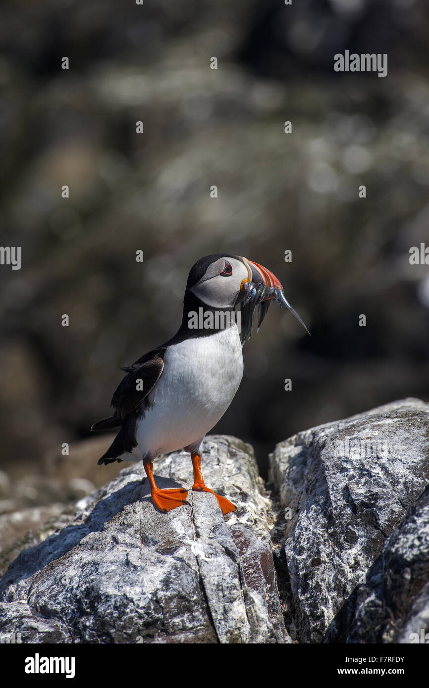 Macareux moine sur l'Iles Farne Banque D'Images