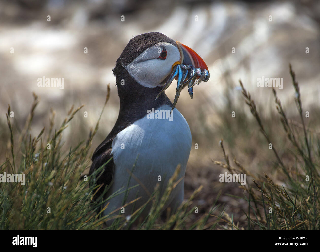 Macareux moine sur l'Iles Farne Banque D'Images